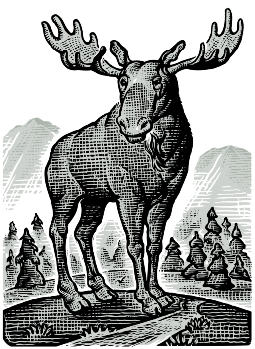 2005: Moose 2005: Moose © Bill Russell